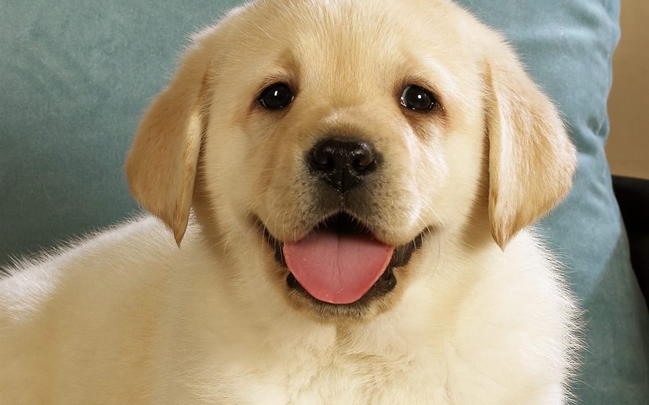 Webshots動物壁紙(三) #32 - 1280x800