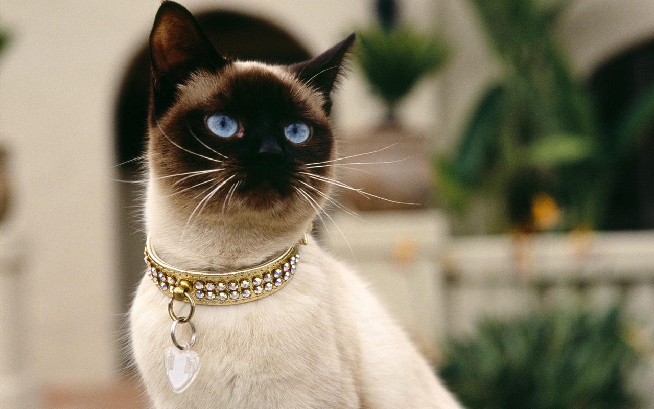 Webshots動物壁紙(三) #37 - 1280x800