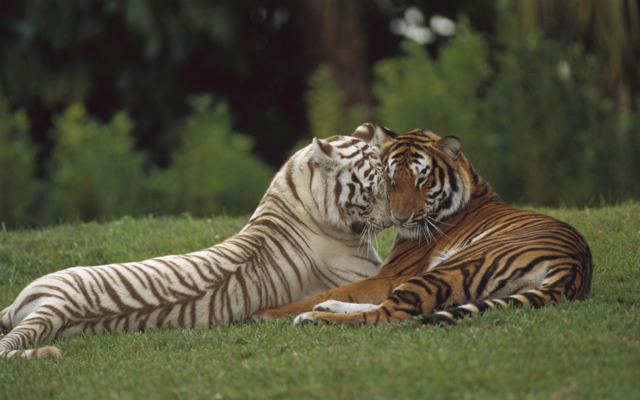 Animal affection wallpaper album (1) #20 - 1280x800