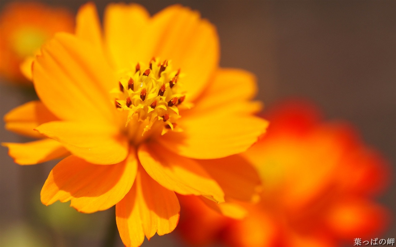 個人花卉攝影高清壁紙 #14 - 1280x800