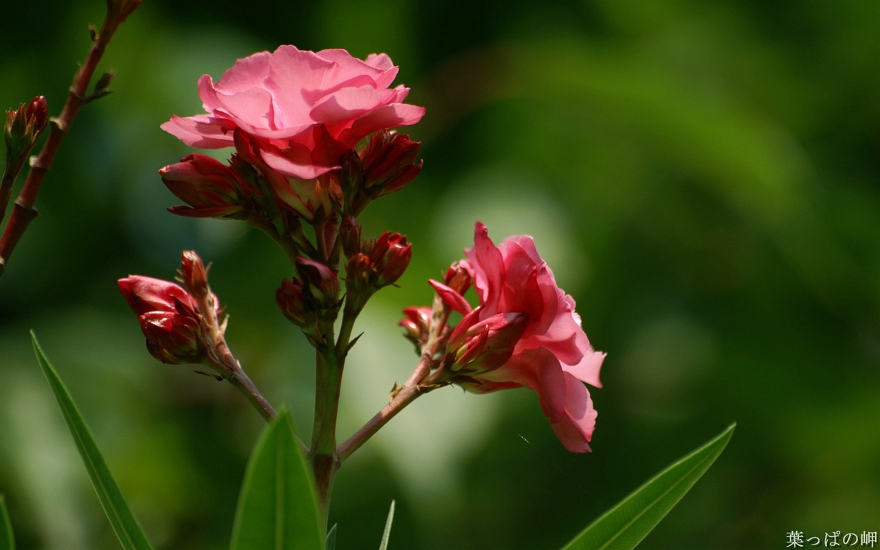 個人花卉攝影高清壁紙 #15 - 1280x800