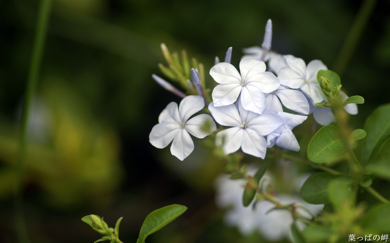 個人花卉攝影高清壁紙 #16 - 1280x800