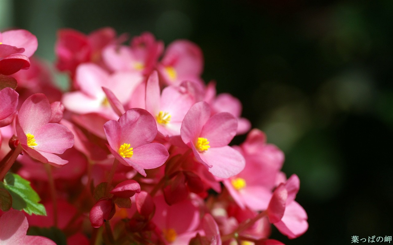 個人花卉攝影高清壁紙 #18 - 1280x800
