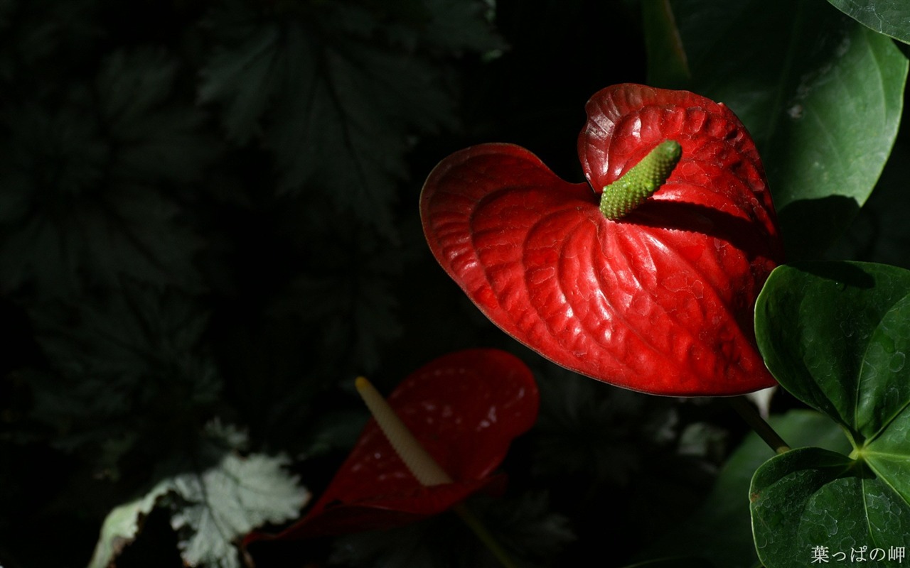 個人花卉攝影高清壁紙 #19 - 1280x800
