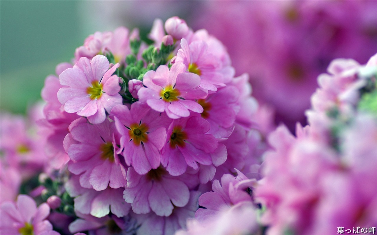 Personal Flowers HD Wallpapers #21 - 1280x800