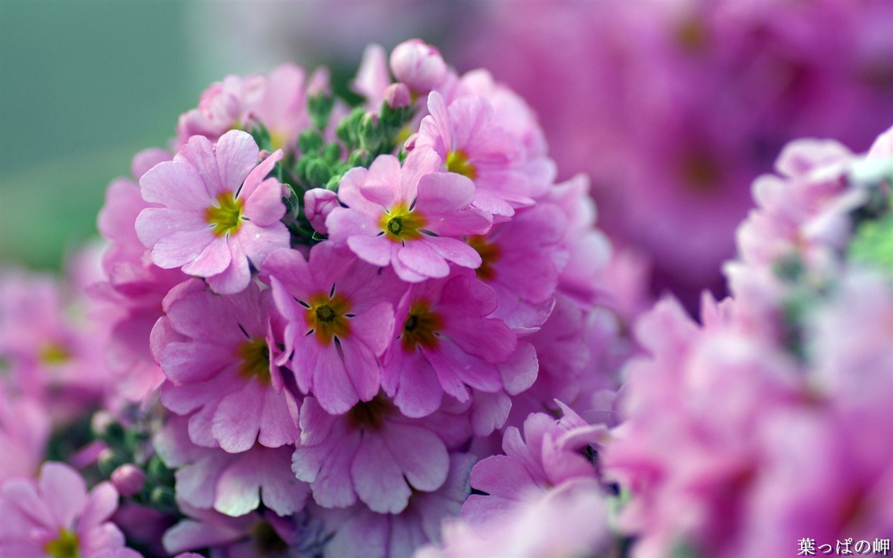 Fleurs personnel HD Wallpapers #21 - 1280x800