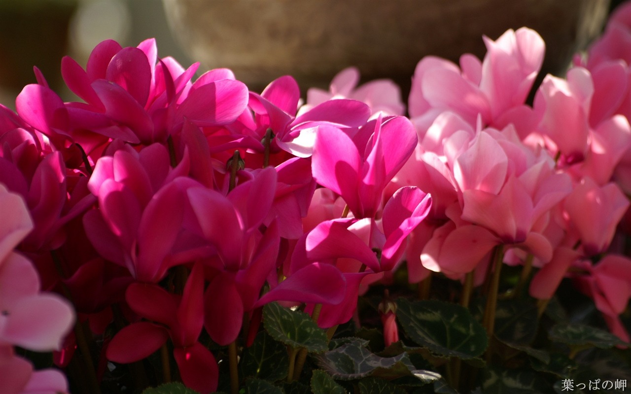 個人花卉攝影高清壁紙 #23 - 1280x800