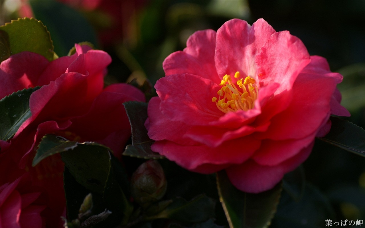 個人花卉攝影高清壁紙 #24 - 1280x800