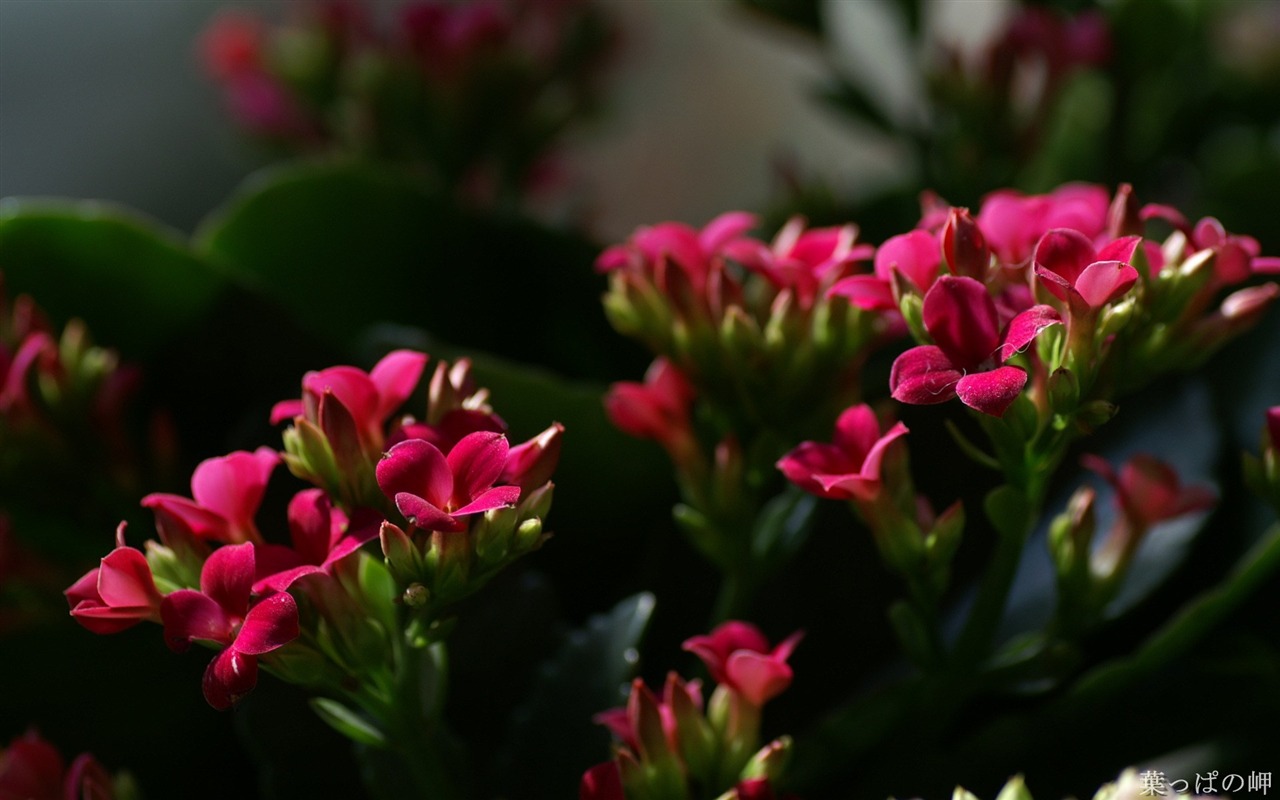 個人花卉攝影高清壁紙 #26 - 1280x800
