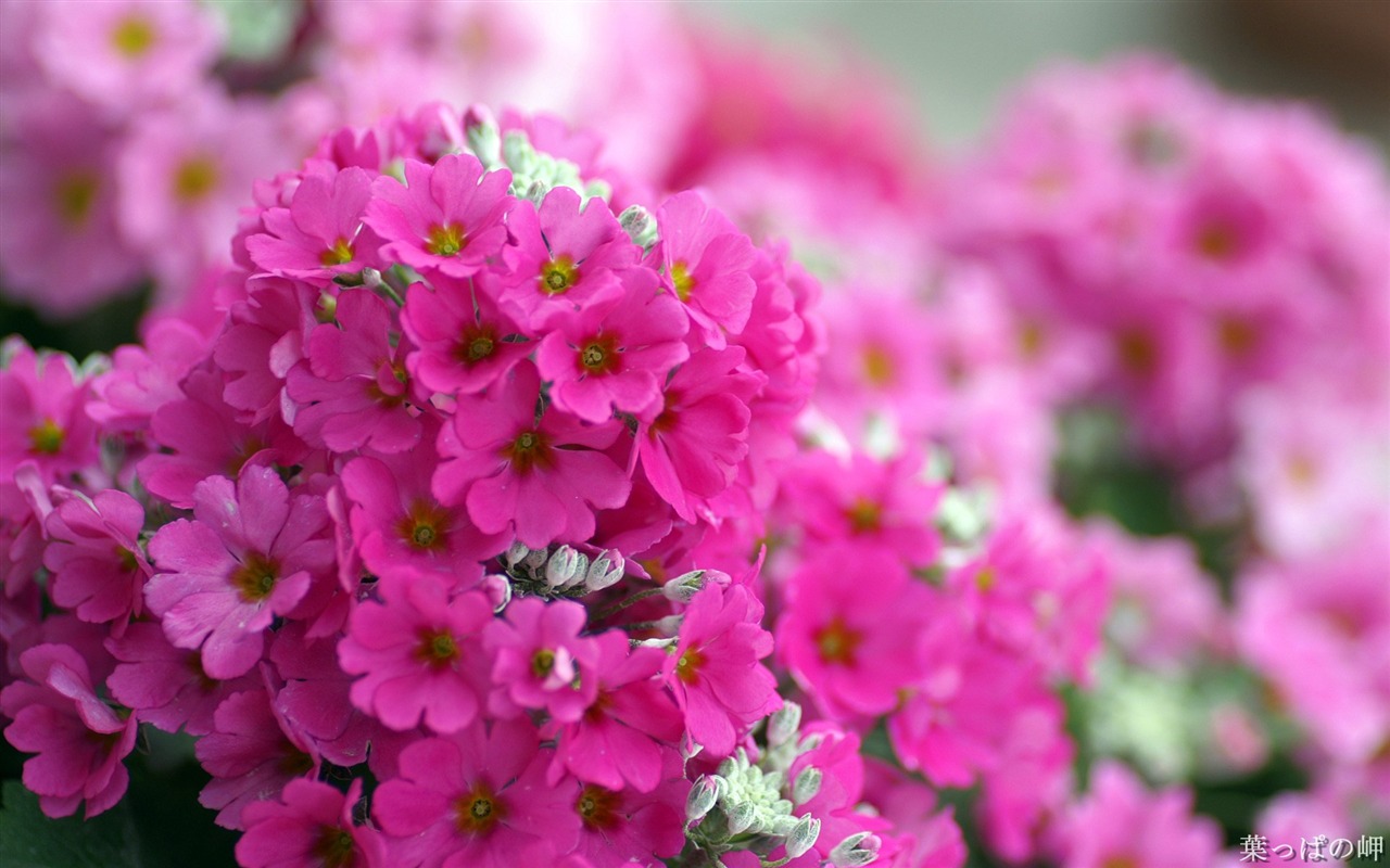 個人花卉攝影高清壁紙 #28 - 1280x800