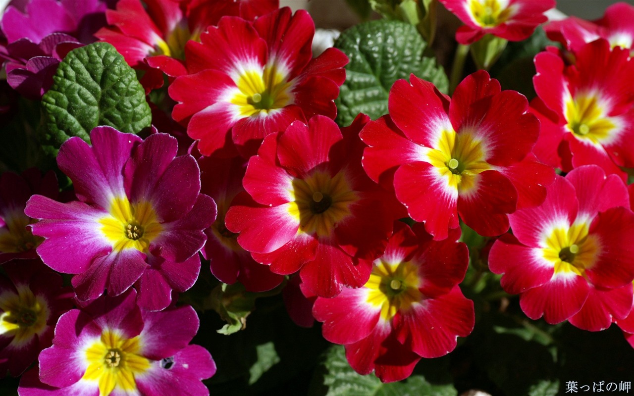 Fleurs personnel HD Wallpapers #29 - 1280x800