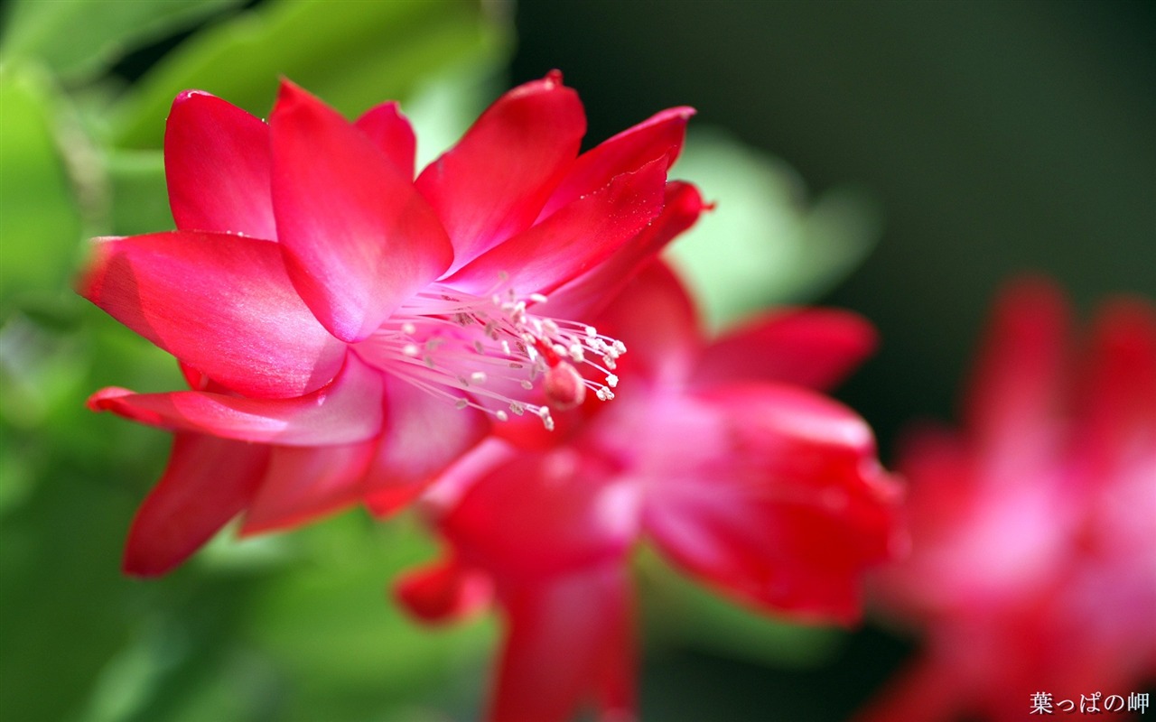 個人花卉攝影高清壁紙 #30 - 1280x800