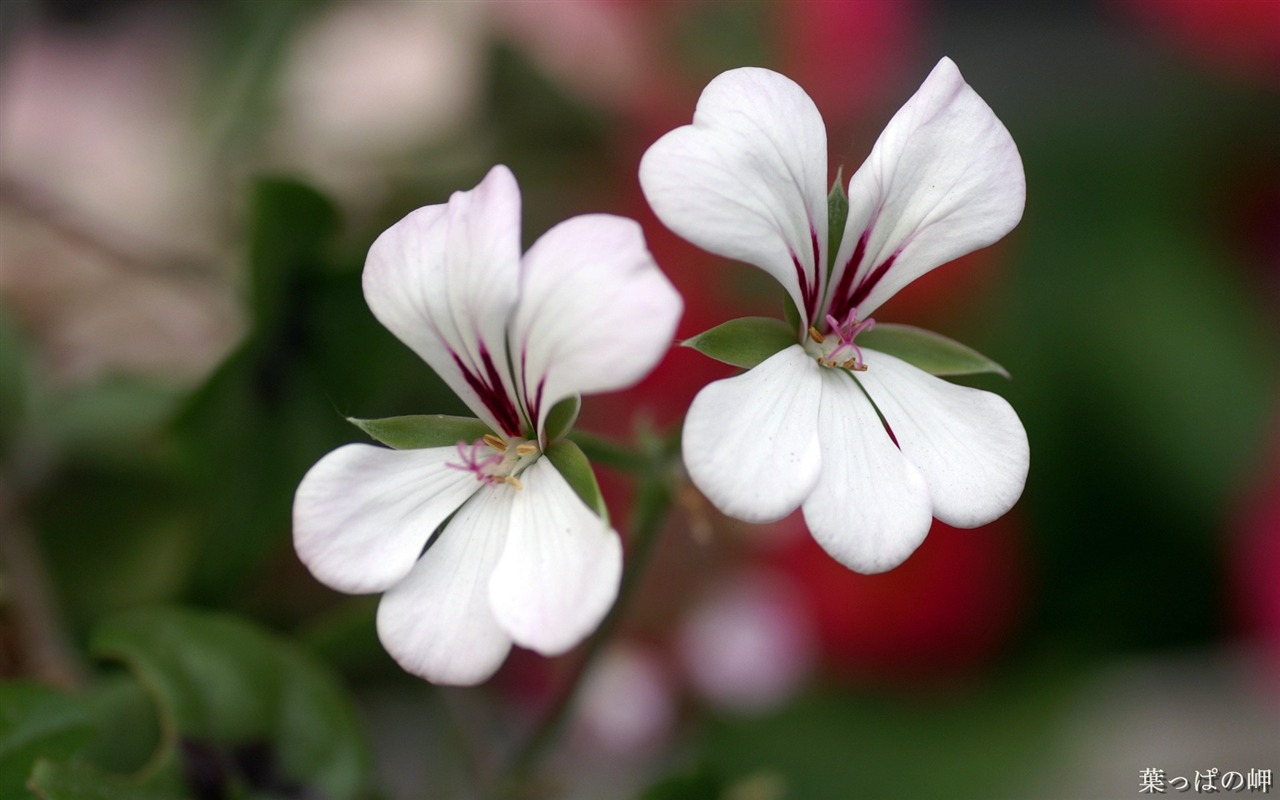 Fleurs personnel HD Wallpapers #31 - 1280x800