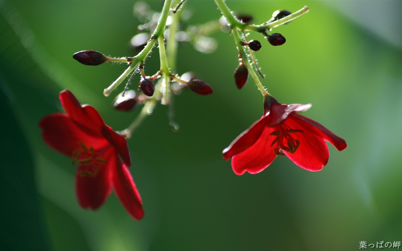 Fleurs personnel HD Wallpapers #32 - 1280x800