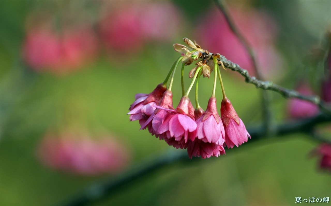 個人花卉攝影高清壁紙 #35 - 1280x800