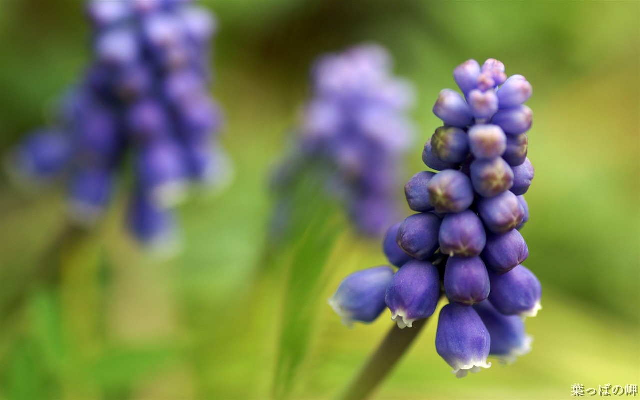 个人花卉摄影高清壁纸36 - 1280x800