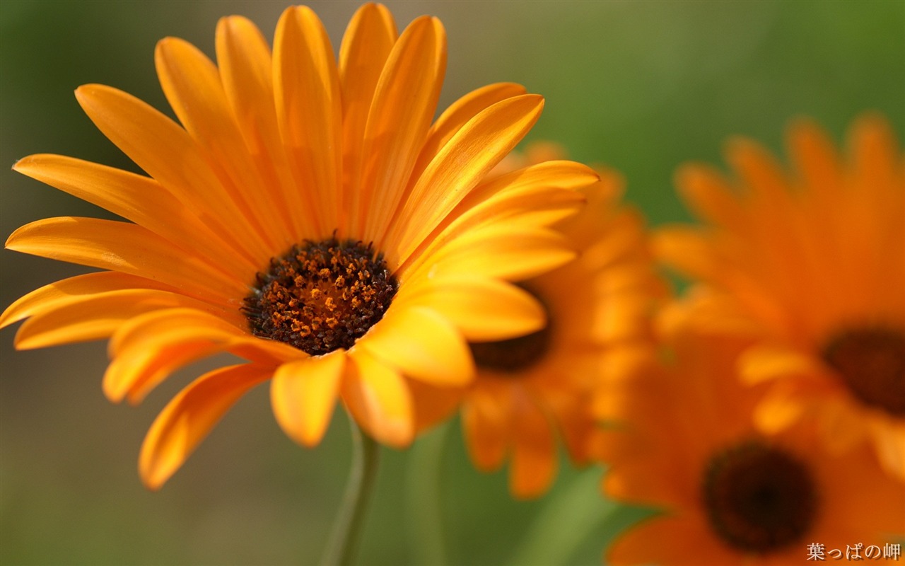 Fleurs personnel HD Wallpapers #37 - 1280x800