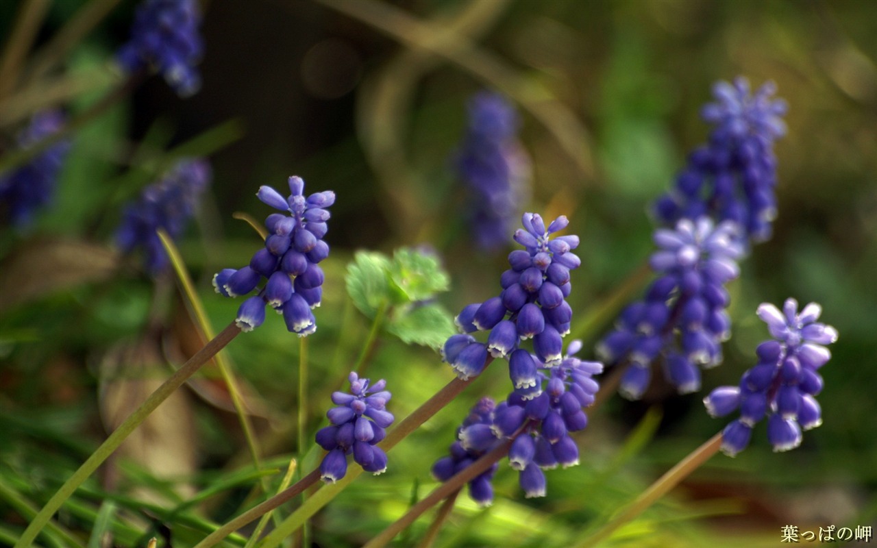 个人花卉摄影高清壁纸38 - 1280x800