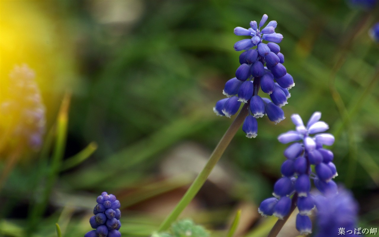 個人花卉攝影高清壁紙 #39 - 1280x800