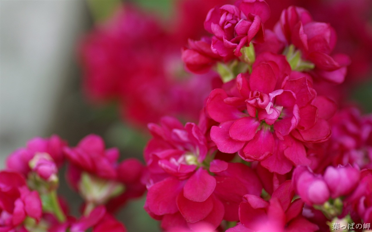 Fleurs personnel HD Wallpapers #41 - 1280x800