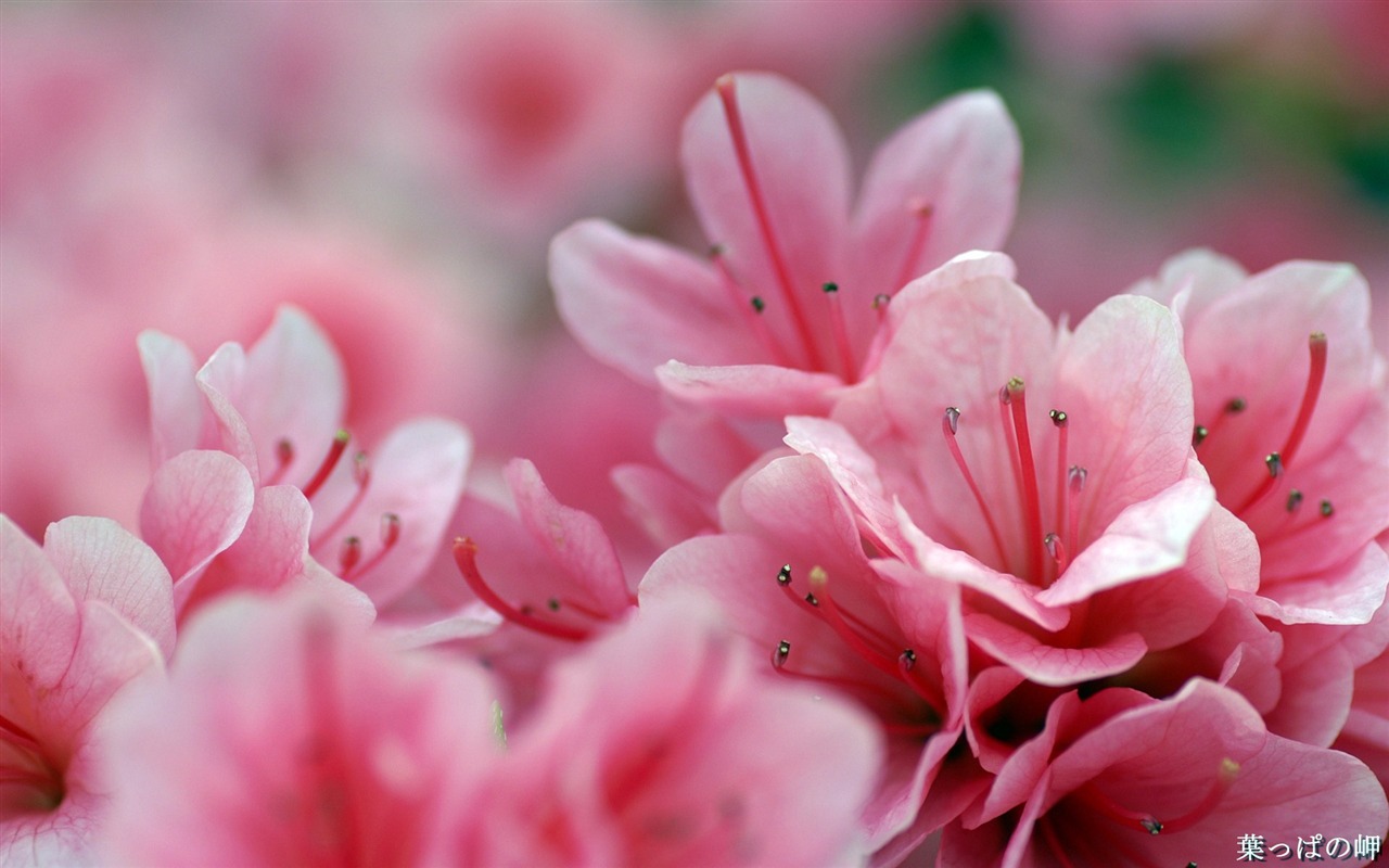 個人花卉攝影高清壁紙 #45 - 1280x800