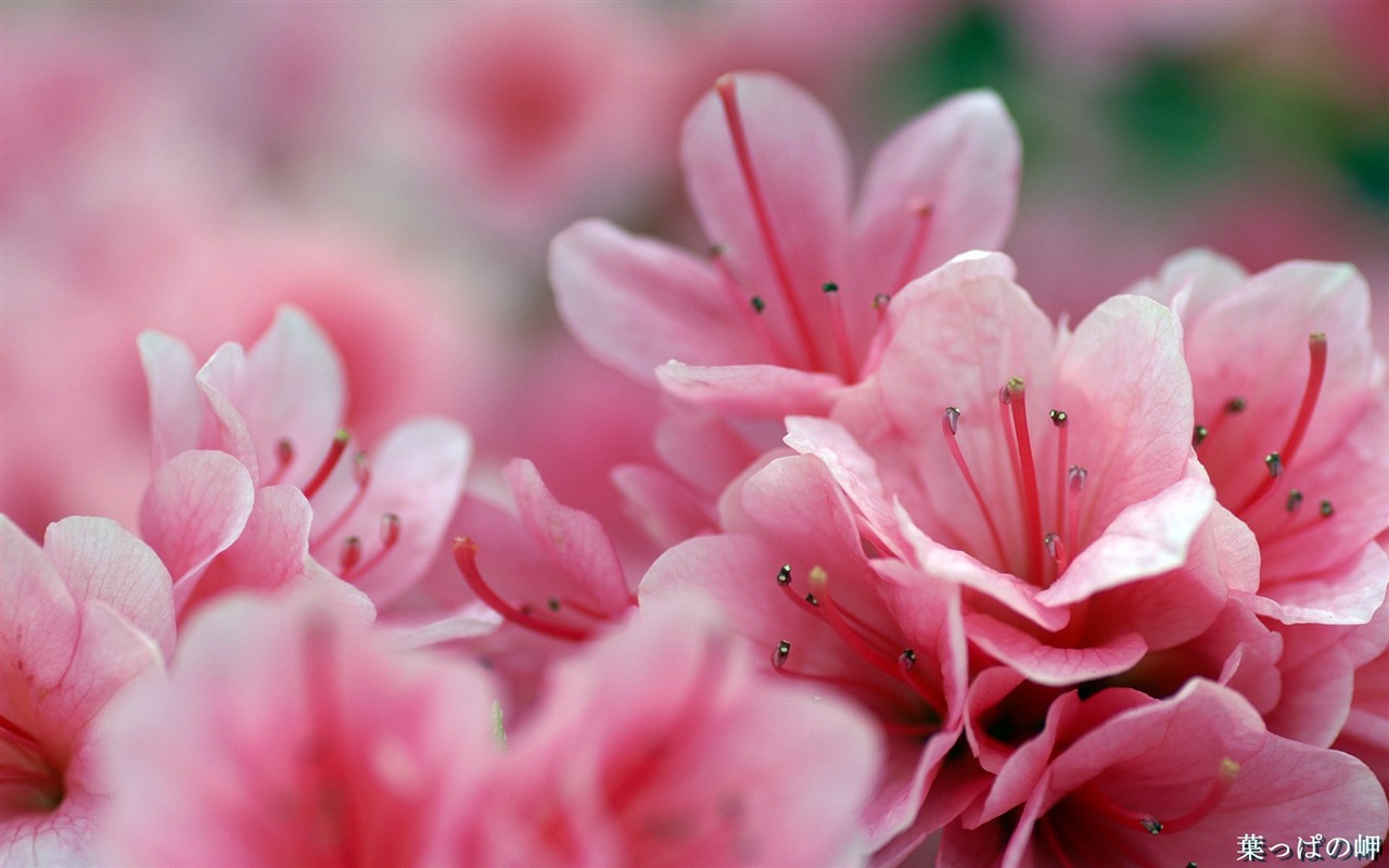 Fleurs personnel HD Wallpapers #45 - 1280x800