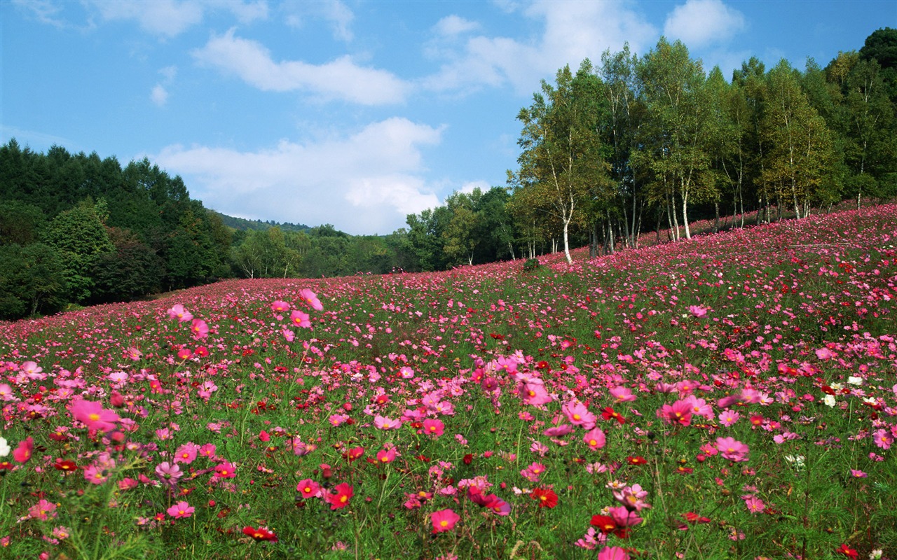 Blauer Himmel, weiße Wolken und Blumen Wallpaper #1 - 1280x800