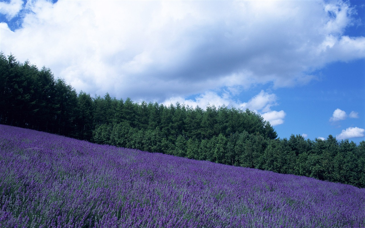 Blauer Himmel, weiße Wolken und Blumen Wallpaper #2 - 1280x800