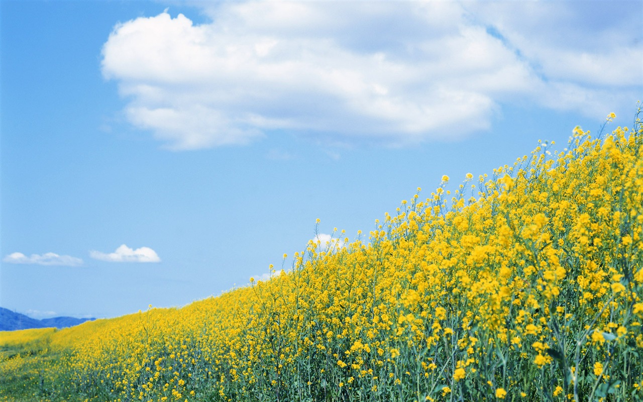 Blauer Himmel, weiße Wolken und Blumen Wallpaper #3 - 1280x800