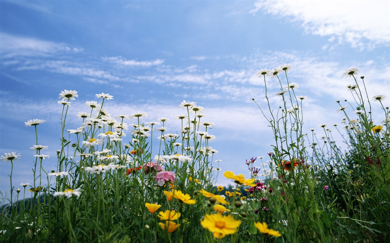 Blauer Himmel, weiße Wolken und Blumen Wallpaper #7 - 1280x800