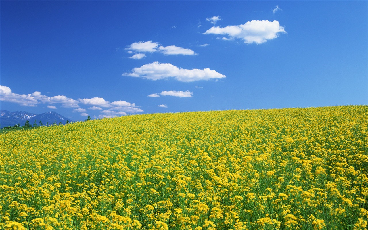 Blauer Himmel, weiße Wolken und Blumen Wallpaper #8 - 1280x800