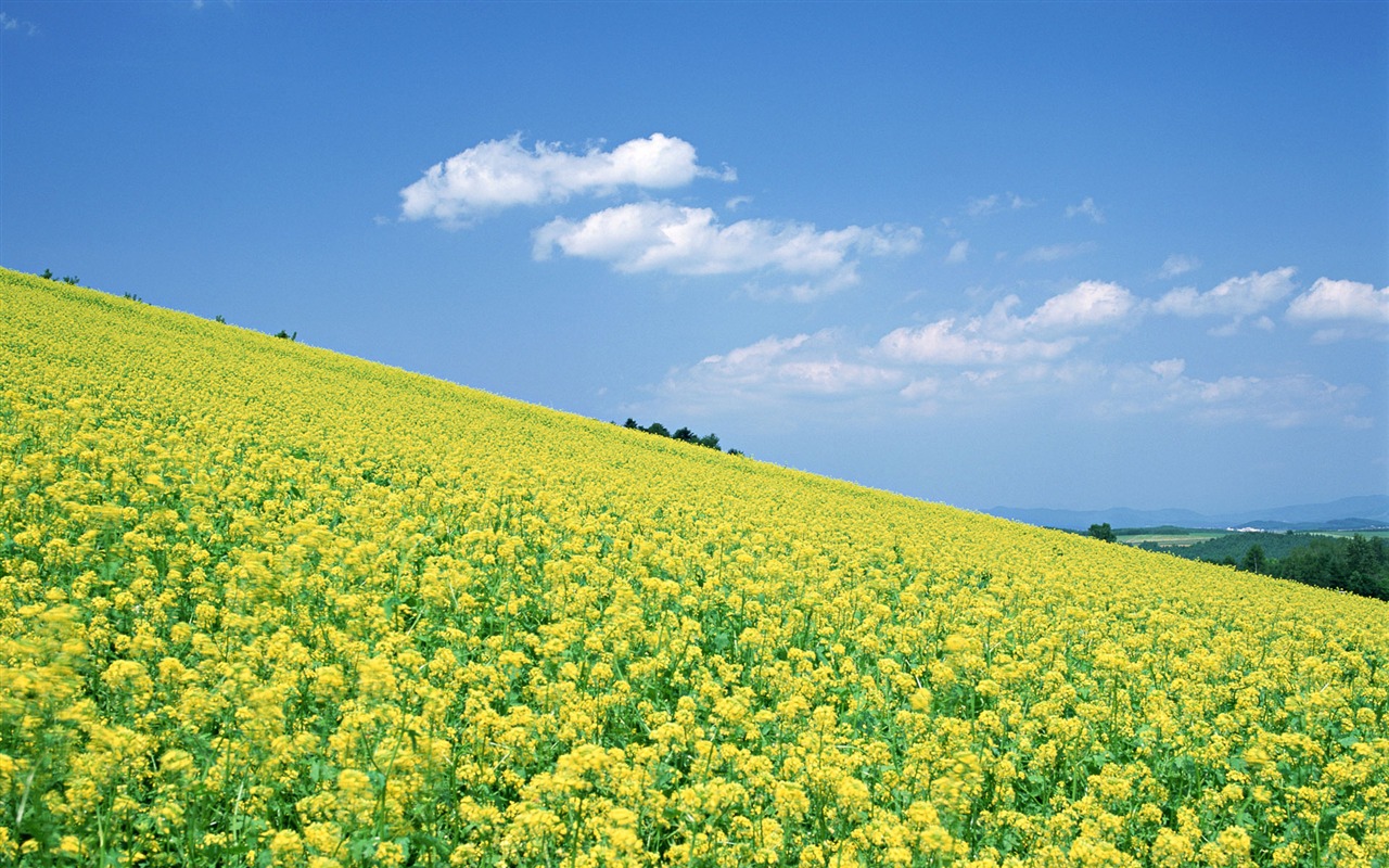 蓝天白云与鲜花壁纸9 - 1280x800