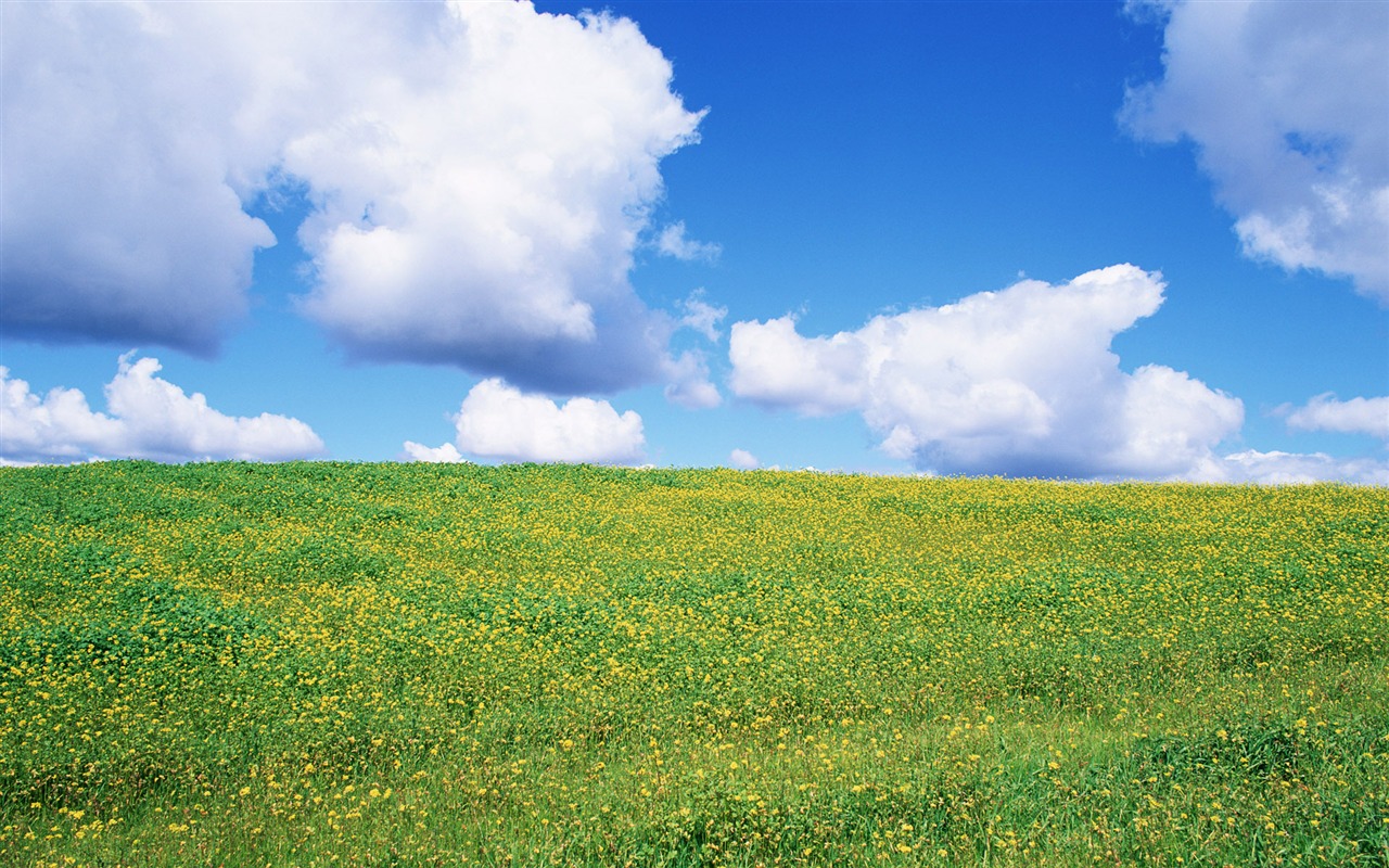 青い空白い雲や花の壁紙 #10 - 1280x800