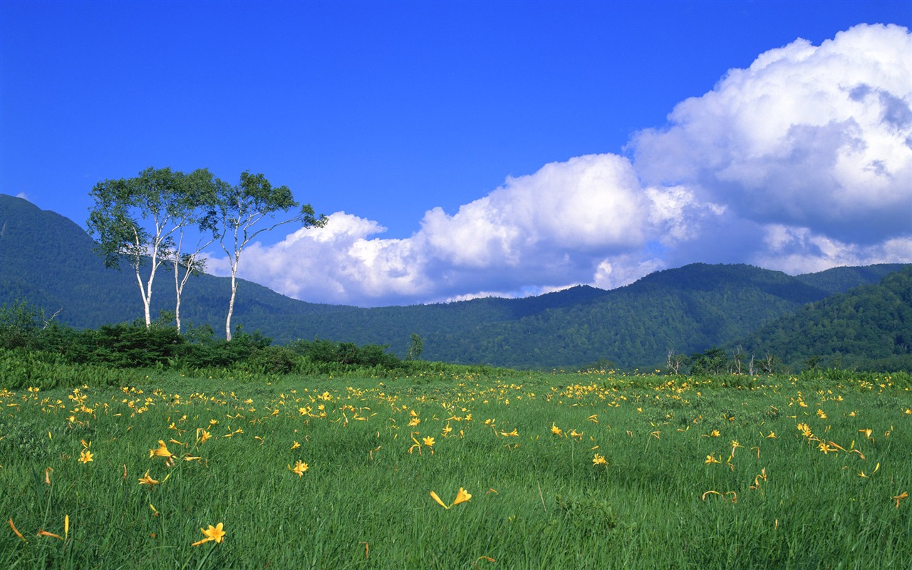 Blue sky white clouds and flowers wallpaper #11 - 1280x800