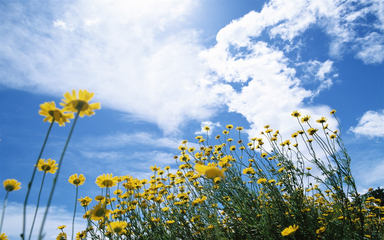 Blauer Himmel, weiße Wolken und Blumen Wallpaper #12 - 1280x800