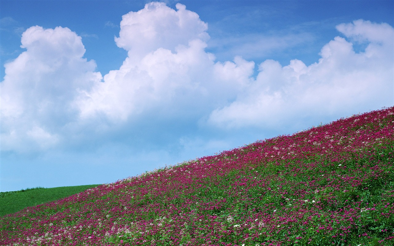 蓝天白云与鲜花壁纸13 - 1280x800