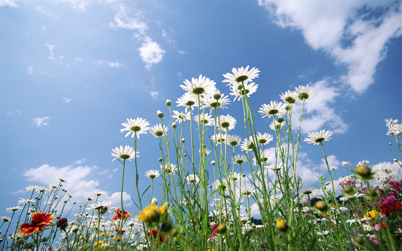 Blauer Himmel, weiße Wolken und Blumen Wallpaper #14 - 1280x800