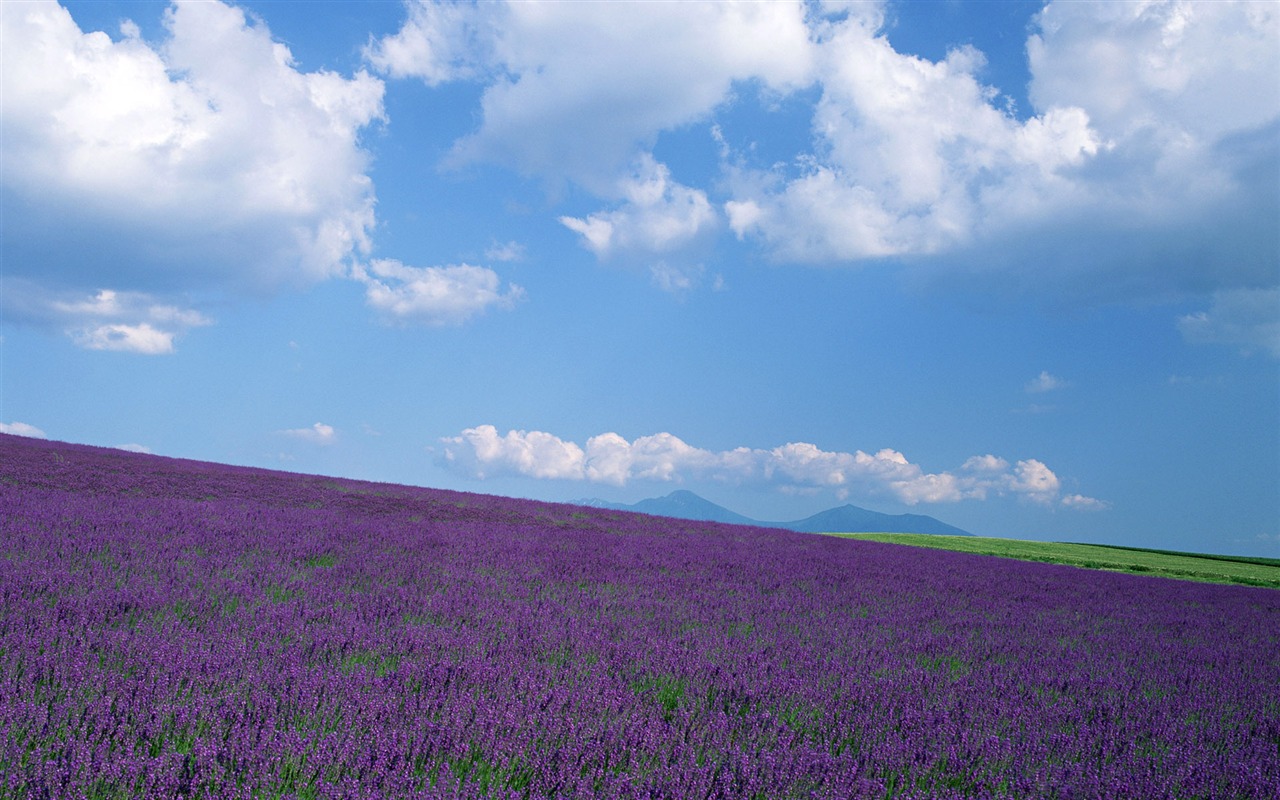 Blauer Himmel, weiße Wolken und Blumen Wallpaper #16 - 1280x800
