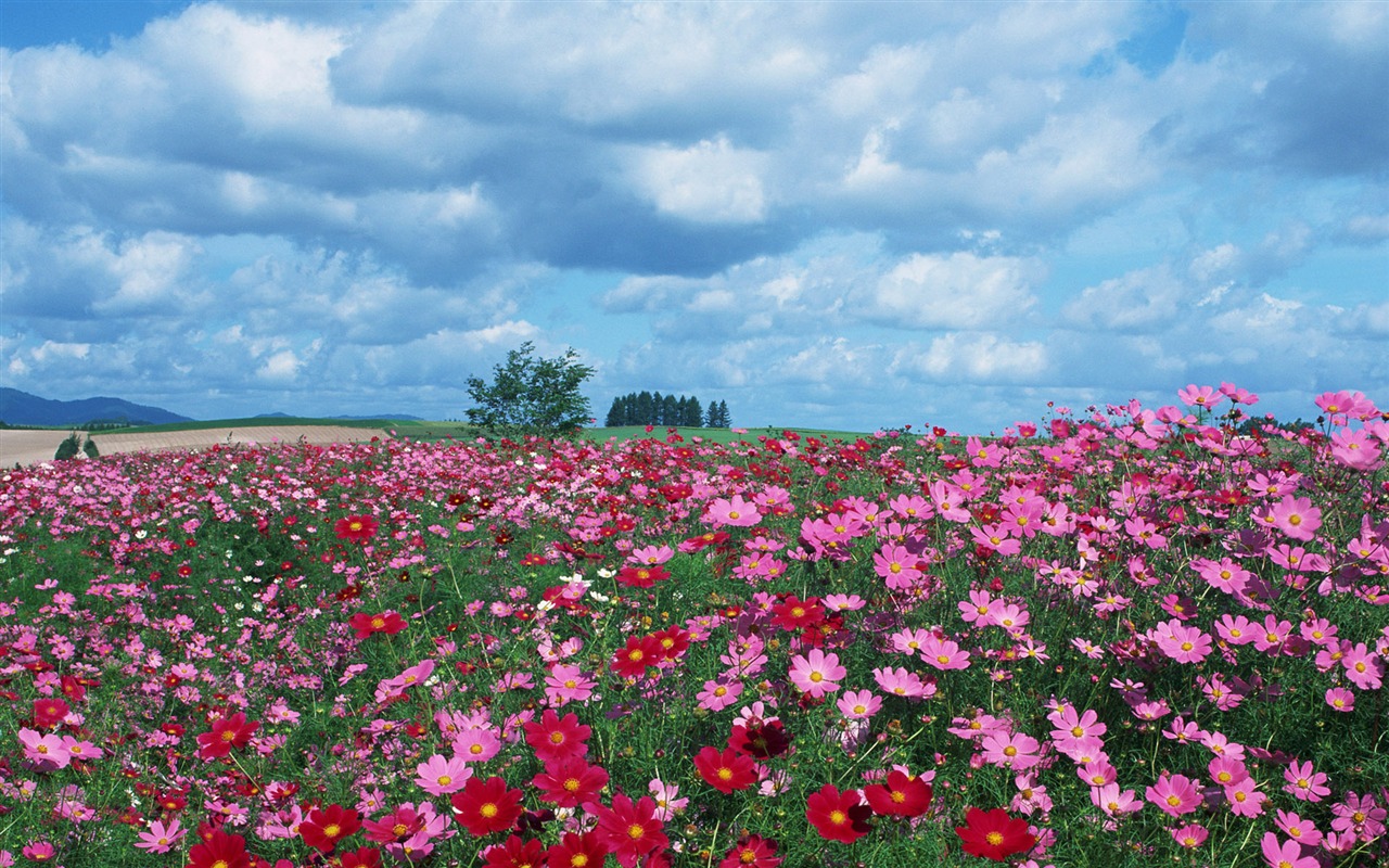 藍天白雲與鮮花壁紙 #18 - 1280x800