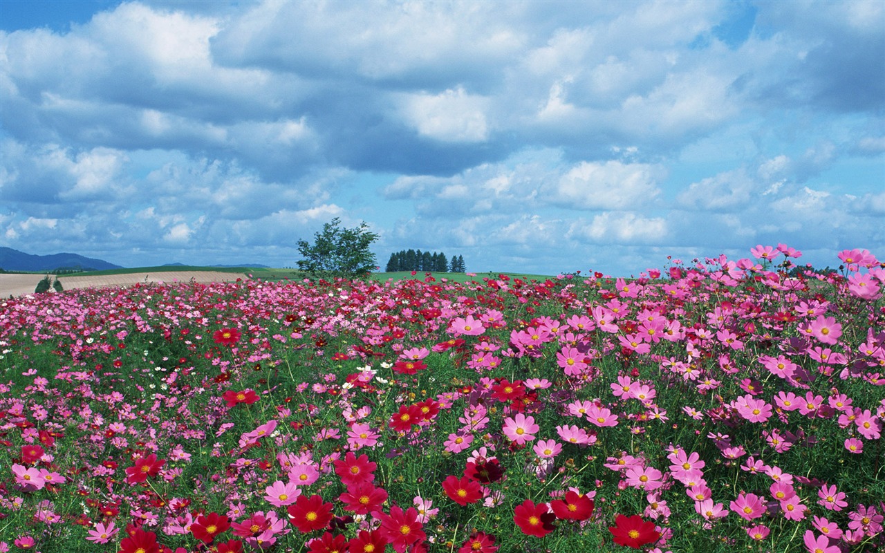 蓝天白云与鲜花壁纸18 - 1280x800