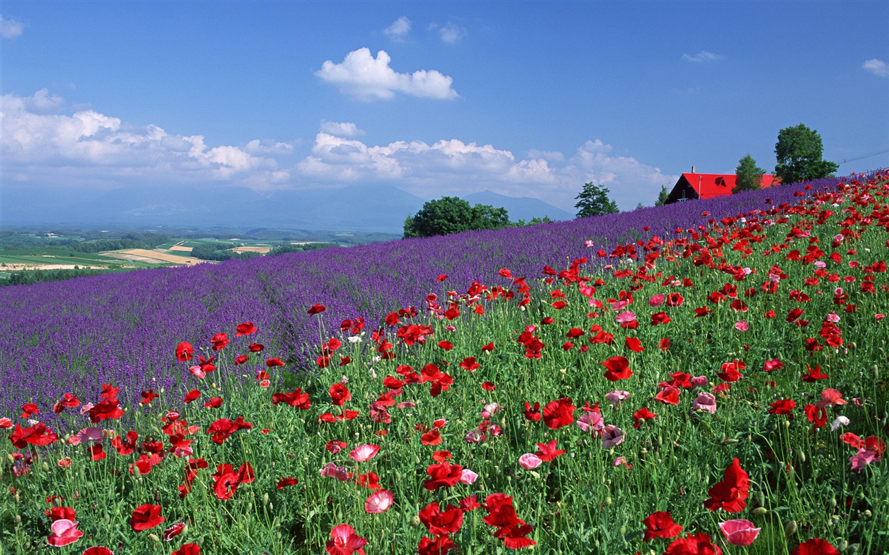 Blauer Himmel, weiße Wolken und Blumen Wallpaper #20 - 1280x800