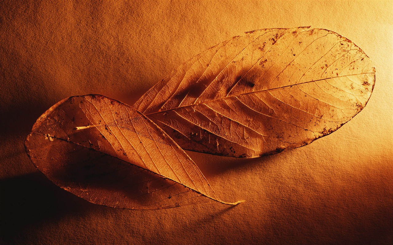 tisíciletí biologický Wallpaper Album (2) #13 - 1280x800