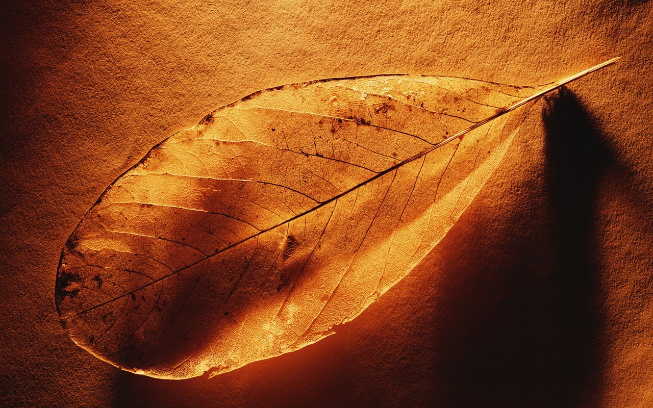 Millennium biological Wallpaper Album (2) #14 - 1280x800