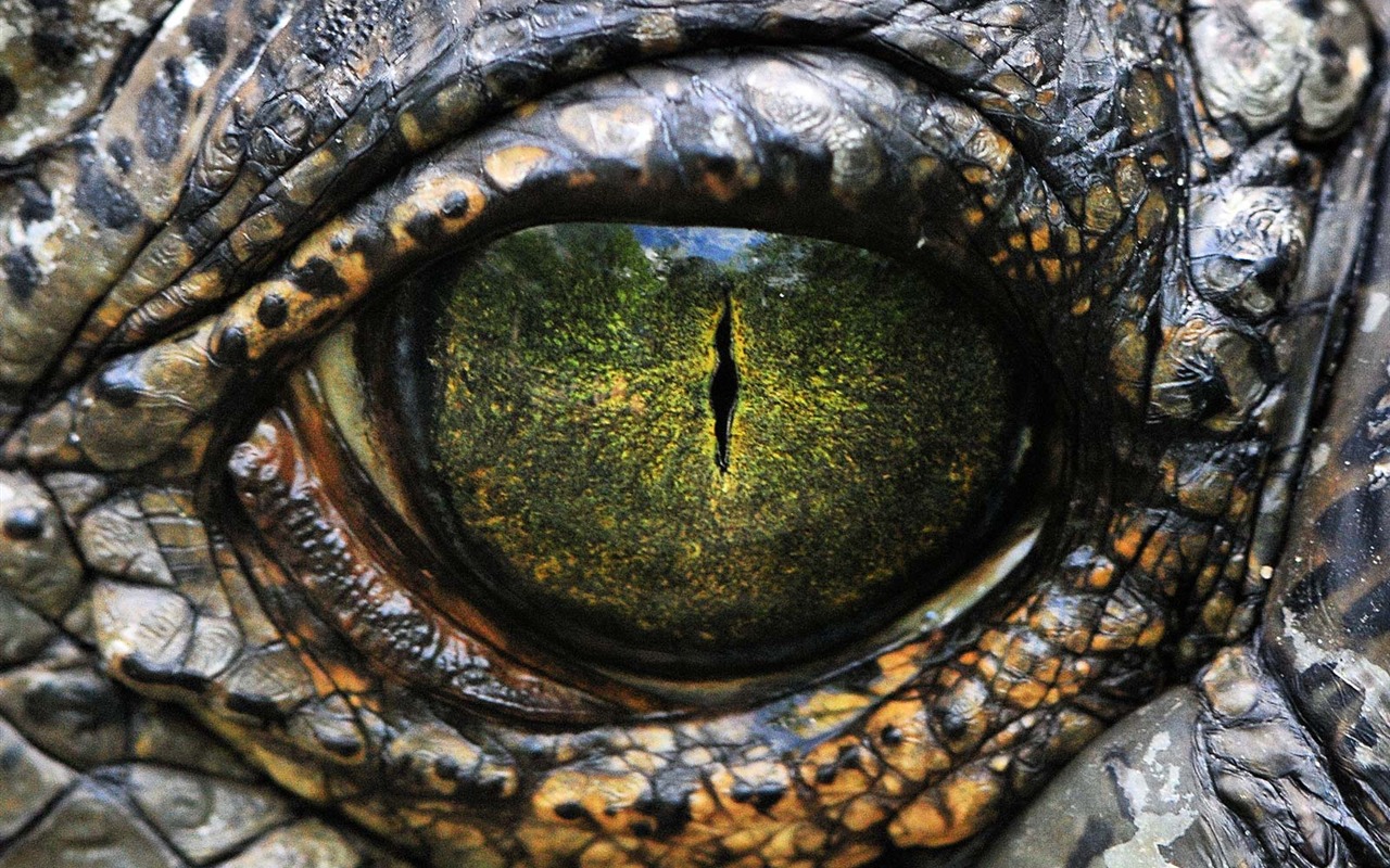 世界地理動物篇壁紙(一) #18 - 1280x800