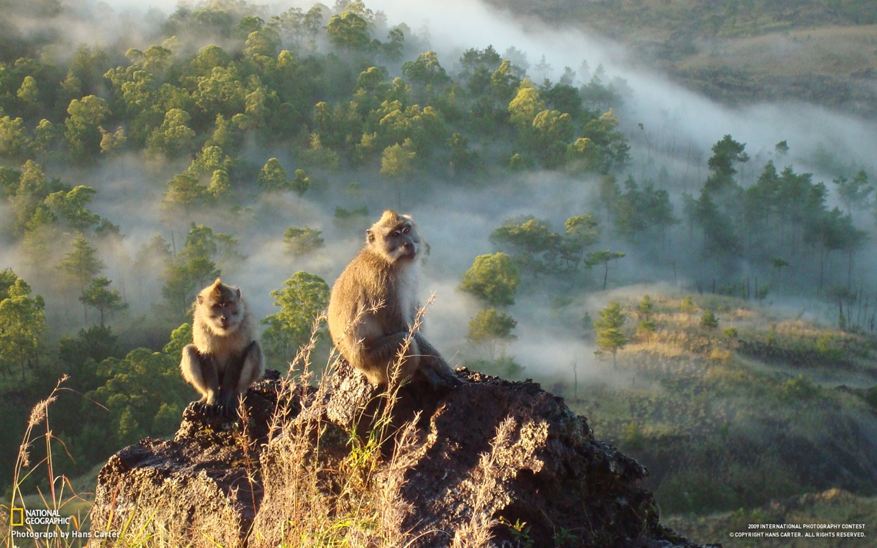 世界地理動物篇壁紙(一) #19 - 1280x800