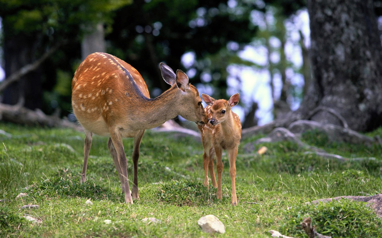 動物親情壁紙專輯(二) #10 - 1280x800