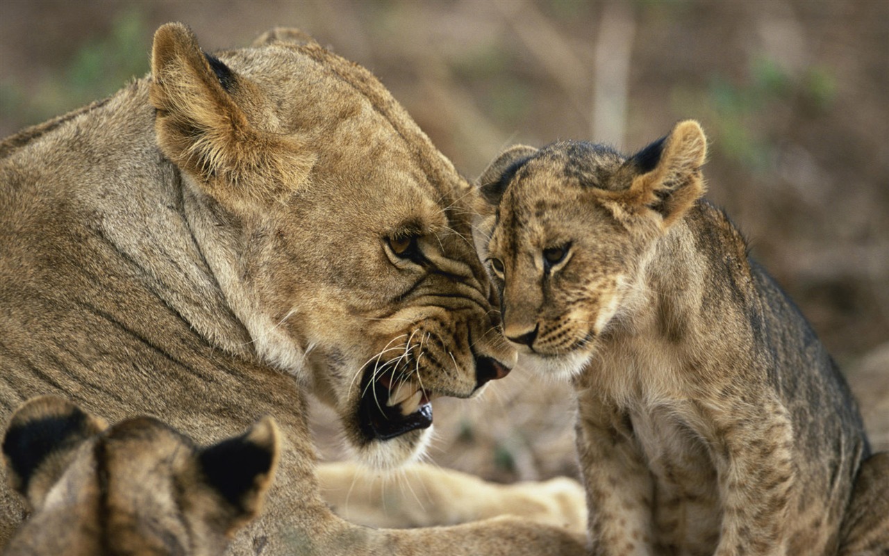 Animal affection wallpaper album (2) #20 - 1280x800