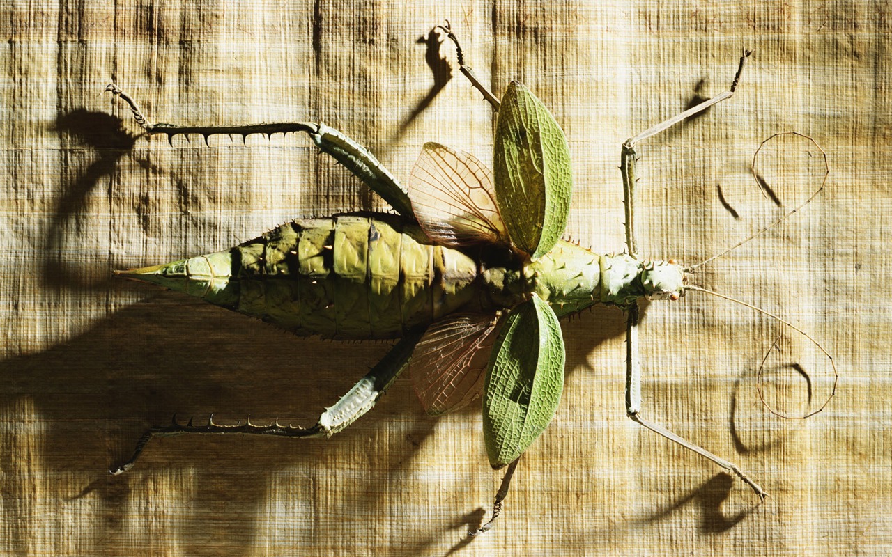 Millennium biological Wallpaper Album (3) #13 - 1280x800