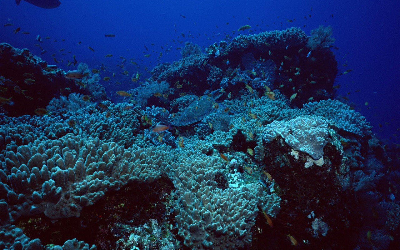Deep Blue Underwater World Wallpaper #7 - 1280x800