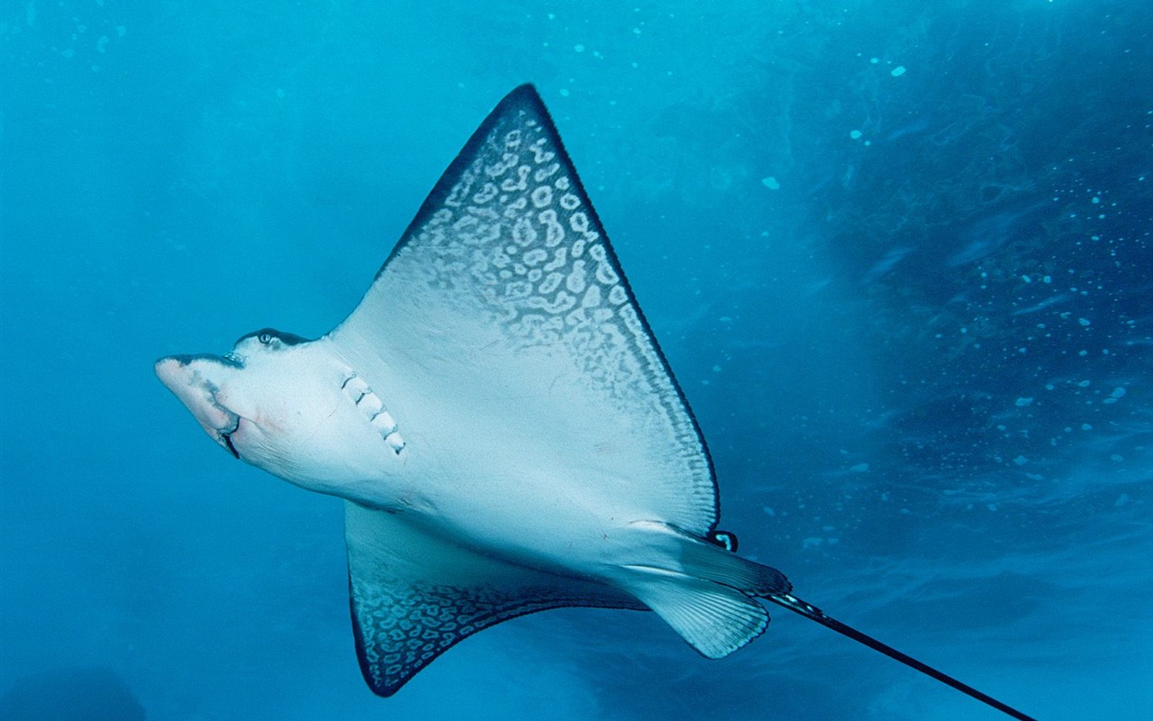 Deep Blue Underwater World Wallpaper #8 - 1280x800